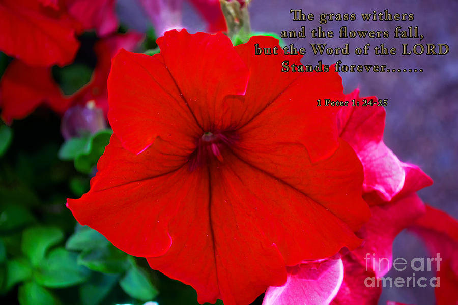 Red Petunias Photograph by Beverly Guilliams