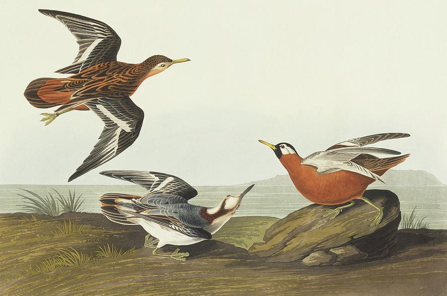 Red Phalarope Photograph by Natural History Museum, London/science Photo Library