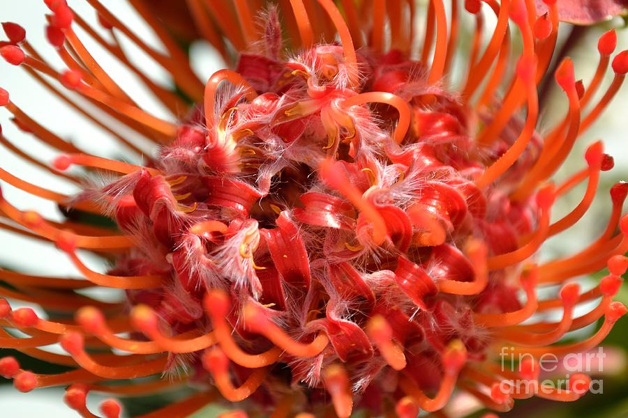 Flowers Still Life Photograph - Red Pincushion Close Up by Scott Lyons