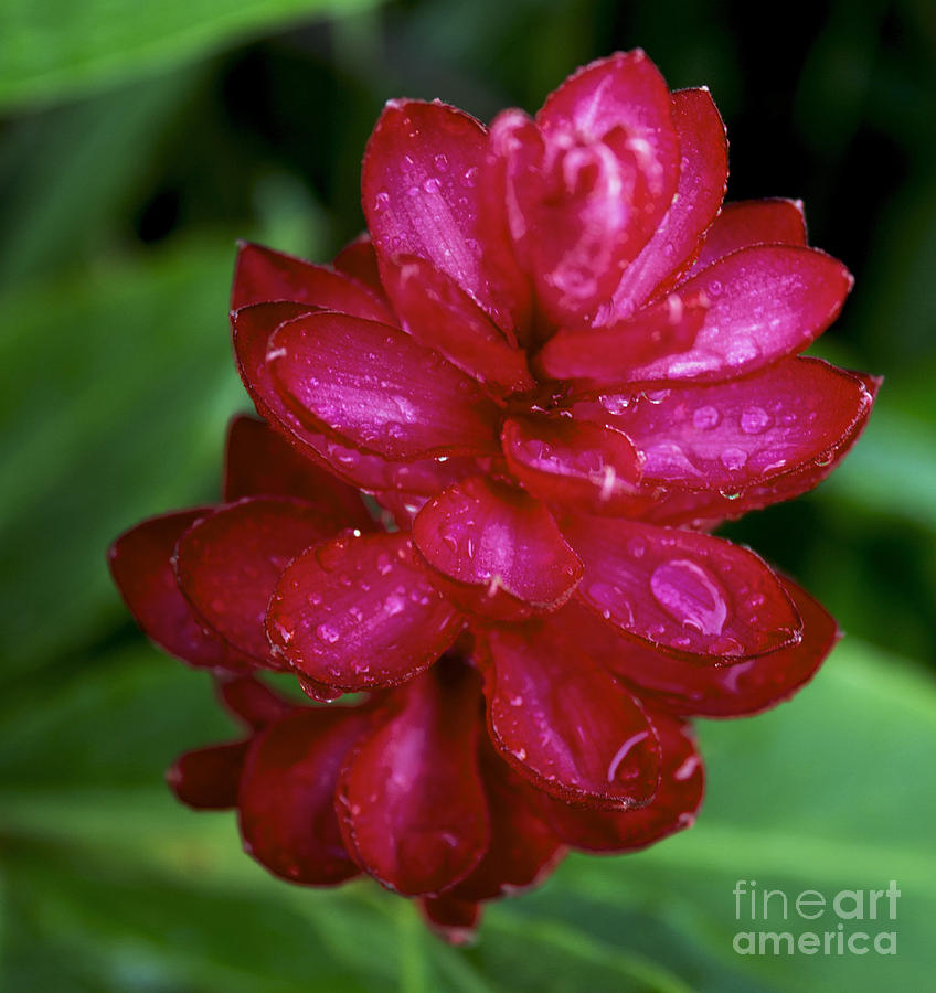 Red Pine Cone Ginger Lily Photograph by Stuart Wilson