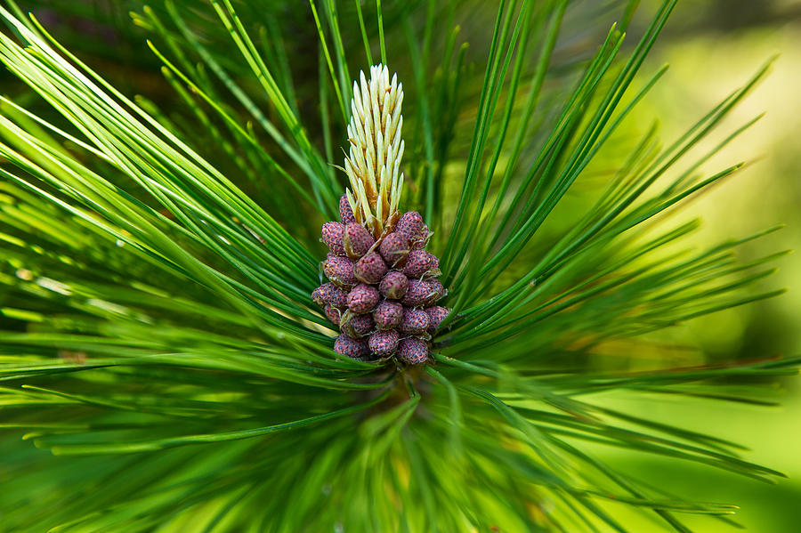 Red Pine Cone Photograph by Norm Rodrigue