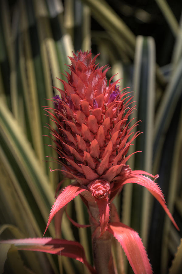 Red Pineapple Photograph by Steve Gravano