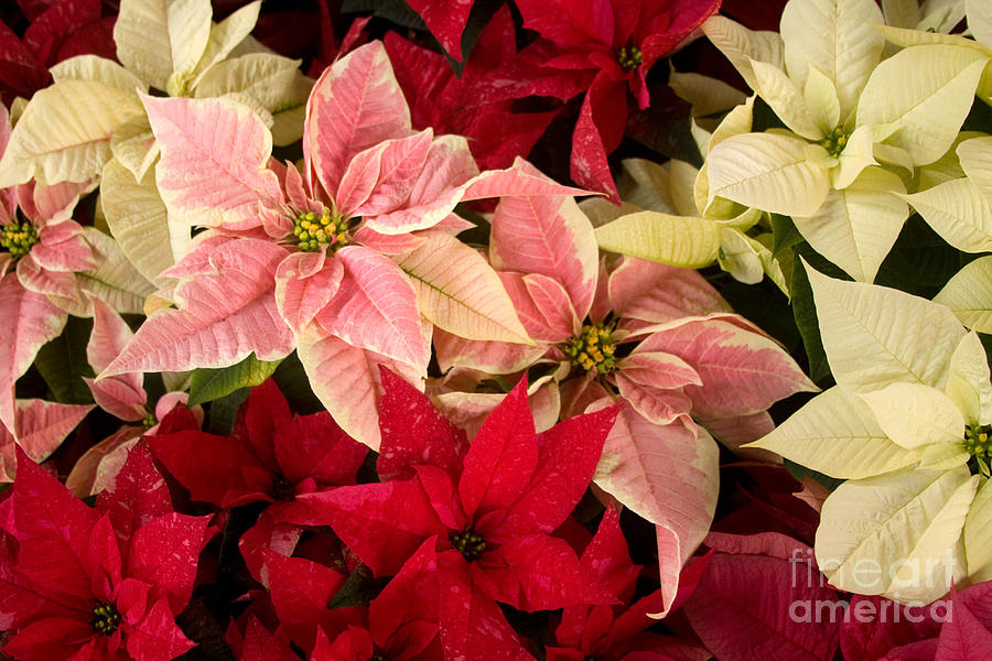 Red Pink and White Poinsettias Photograph by Chris Scroggins