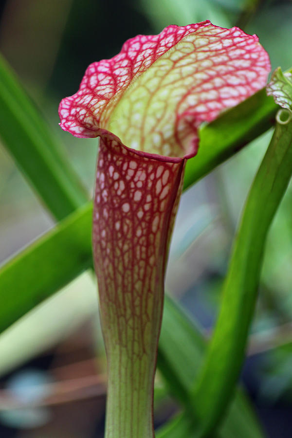 Nature Photograph - Red Pitcher Plant by Suzanne Gaff