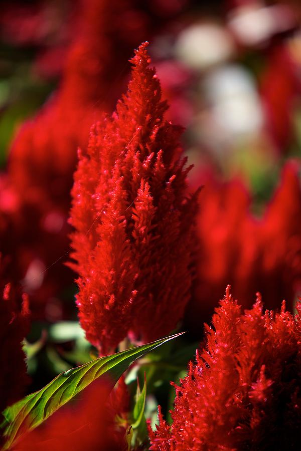 Red plant Photograph by Prince Andre Faubert
