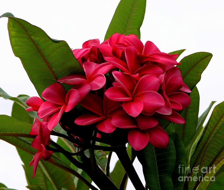 Red Plumeria Photograph by Mary Deal