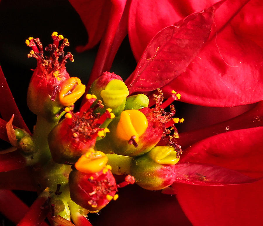 Red Poinsettia Photograph by Cathy Donohoue