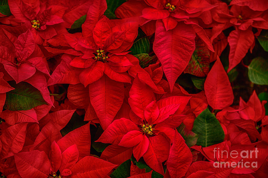 Flower Photograph - Red Poinsettia Christmas Star HDR by Iris Richardson