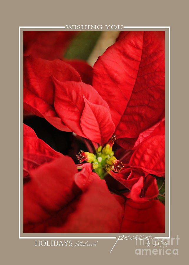 Red Poinsettia Flower Christmas Cards Photograph by Jai Johnson
