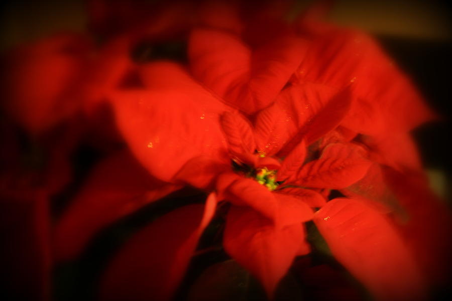 Red Poinsettia Photograph by Kay Novy
