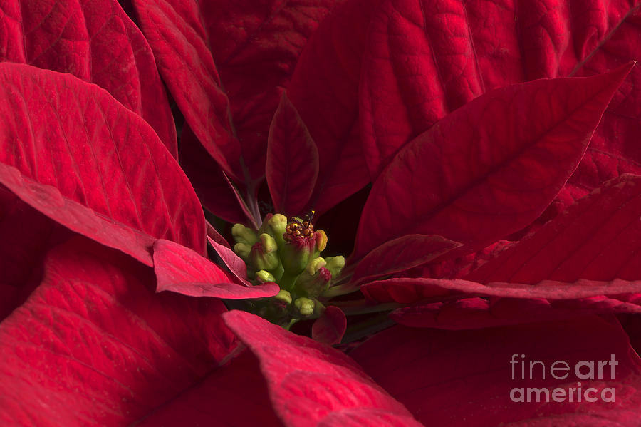 Red Poinsettia Photograph by Sharon Talson