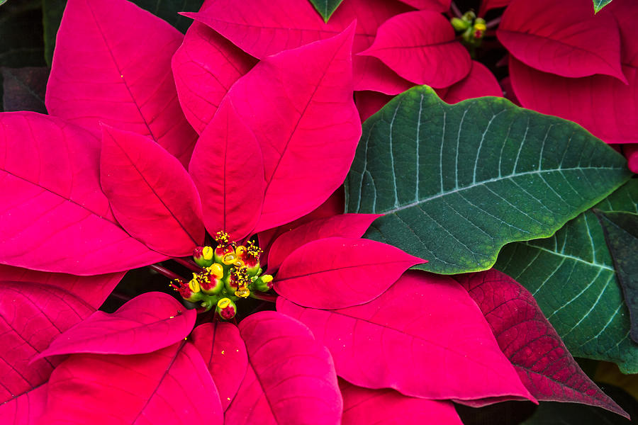 Red Poinsettia Photograph by Teri Virbickis