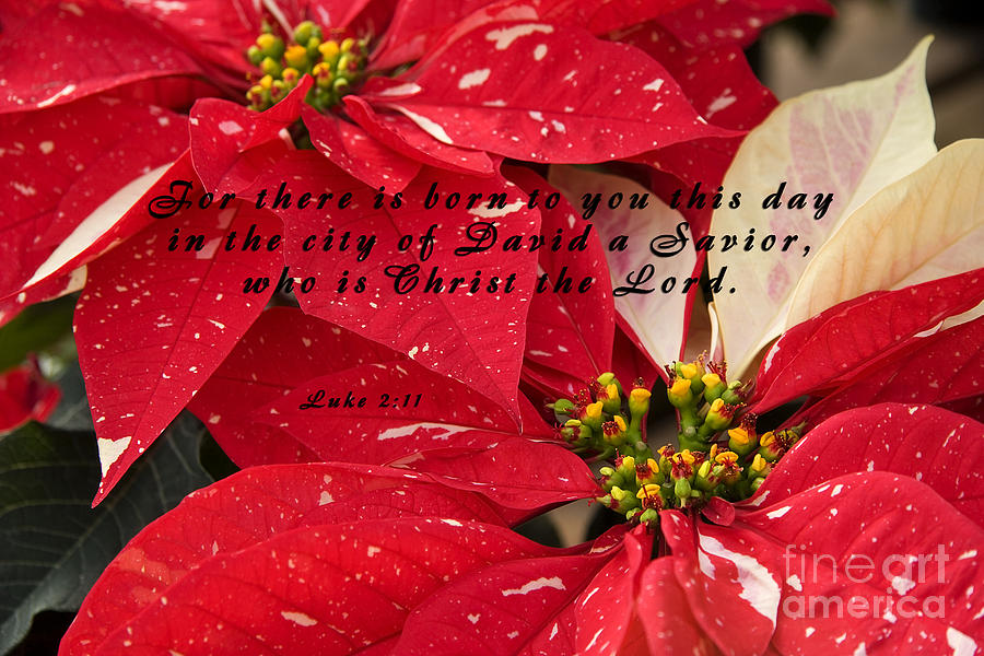 Red Poinsettias with Scripture Photograph by Jill Lang