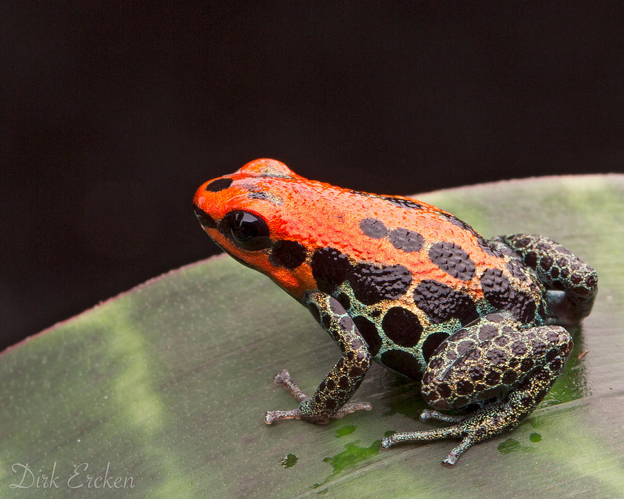 Red Poison Arrow Frog Photograph by Dirk Ercken - Fine Art America