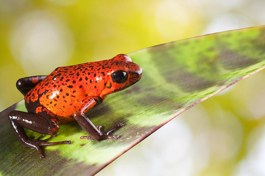 Red Poison Frog Photograph by Dirk Ercken