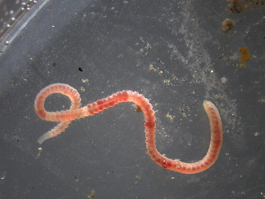 Red Polychaete Photograph by Carleton Ray