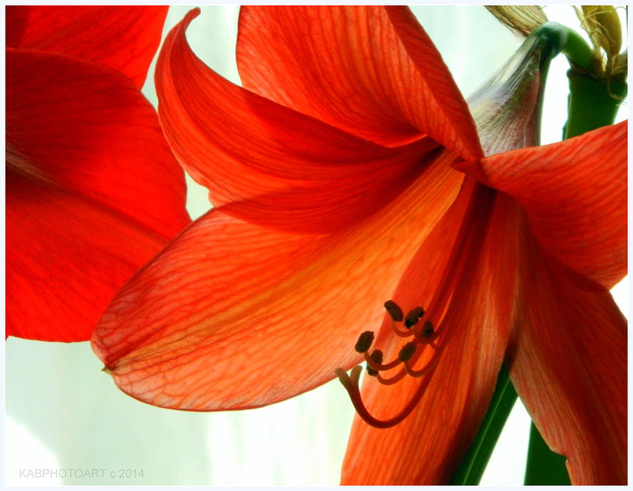 Red Pop Amaryllis Photograph by Kathy Barney