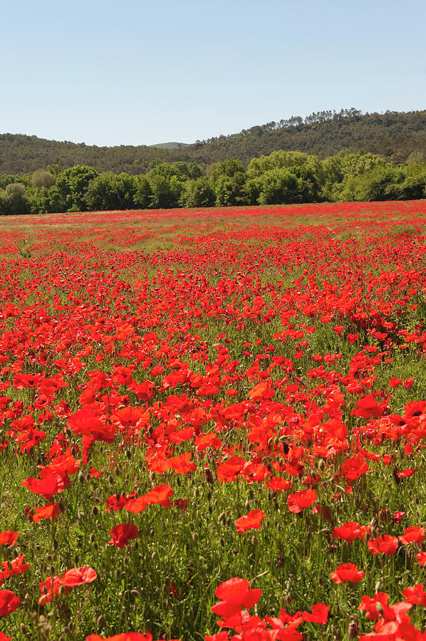 Red Popies, Provence Spring, France Photograph by Jean-pierre Pieuchot