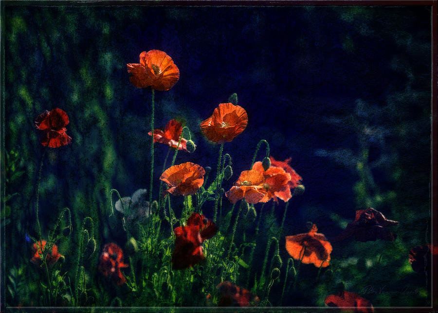 Red Poppies 3D Photograph by Peter V Quenter