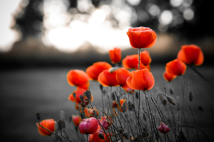 Red poppies against black and white background Photograph by AlexTurton
