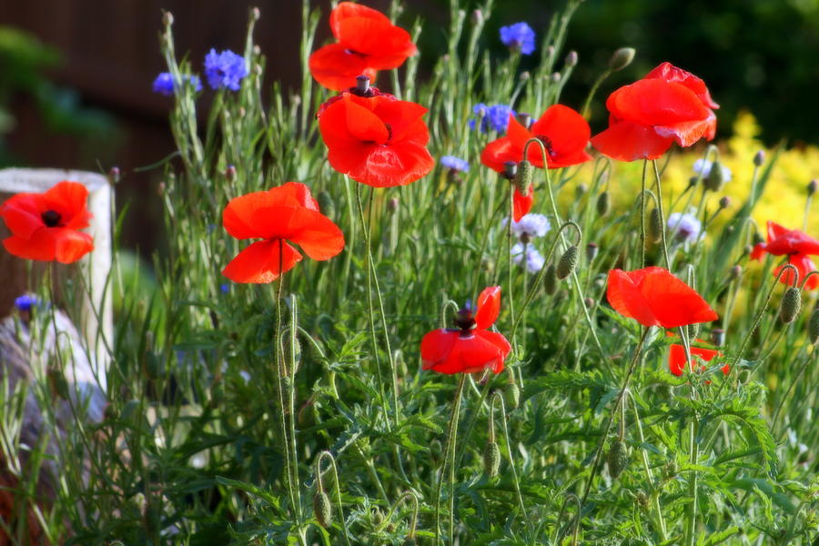 Red Poppies And Blue Corn Flowers Photograph by Kay Novy