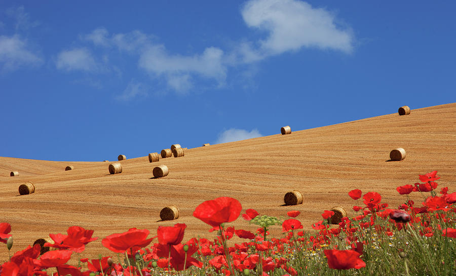 Red Poppies  And Wheat Field Photograph by Buena Vista Images