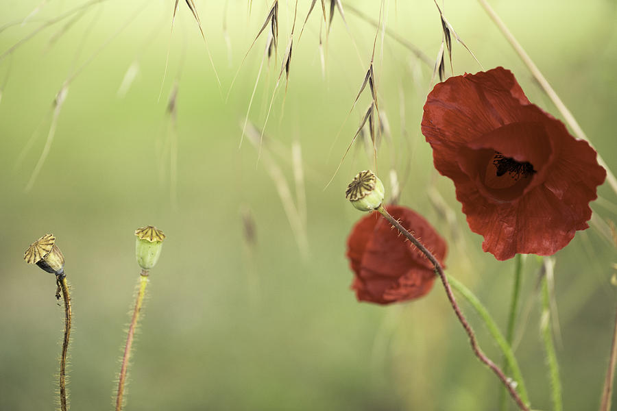 Flower Photograph - Red Poppies Background by Dirk Ercken