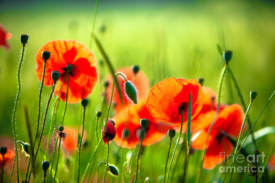 Red Poppies Photograph by Boon Mee