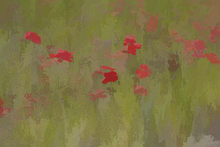 Red Poppies Painting by David Letts