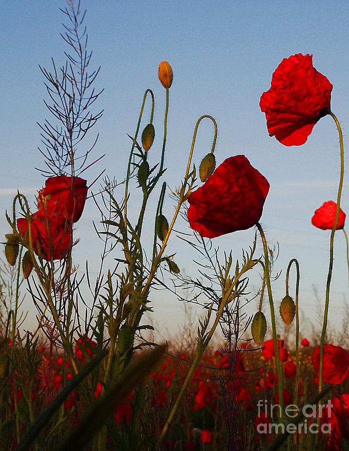 Red poppies field Photograph by Amalia Suruceanu