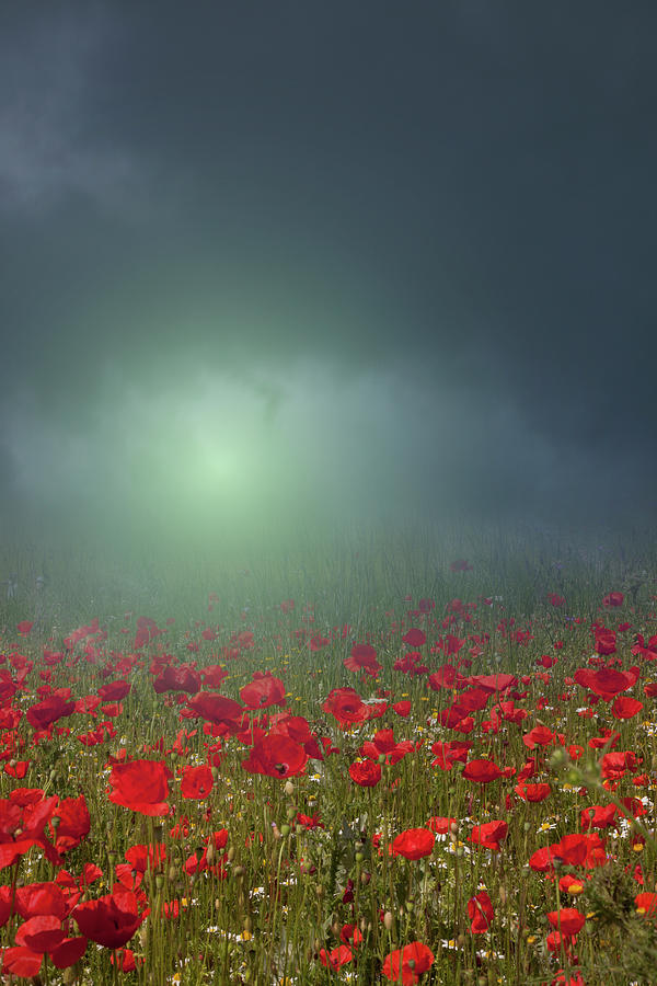 Red Poppies Field In A Foggy Morning Photograph by Buena Vista Images