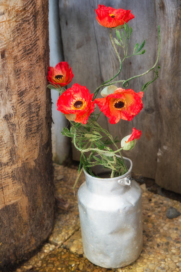 Red poppies flowers in milk churn  Photograph by Matthias Hauser