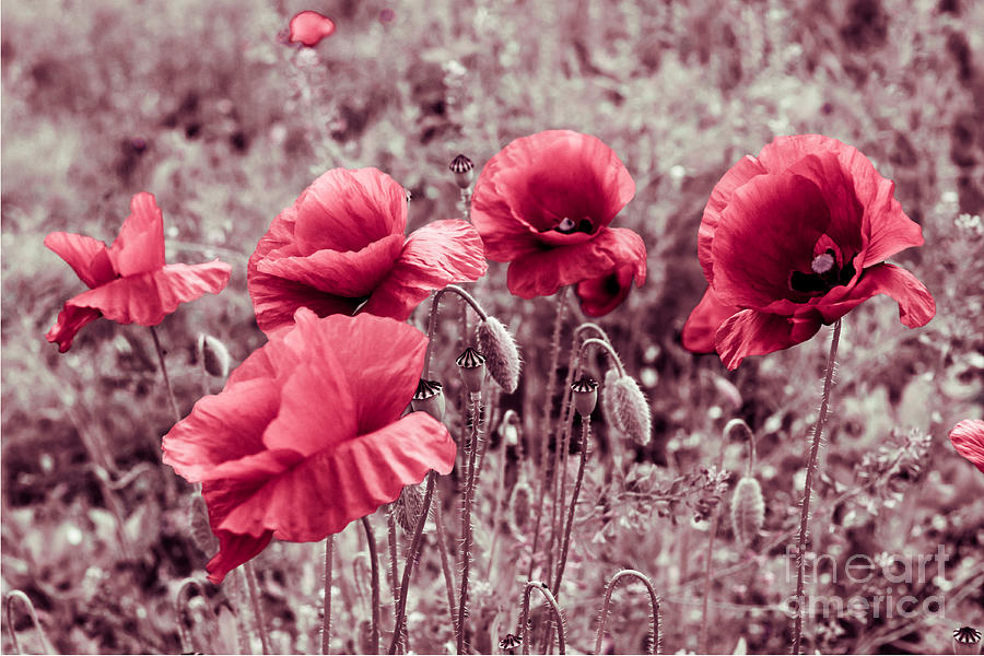 red poppies II Photograph by Hannes Cmarits