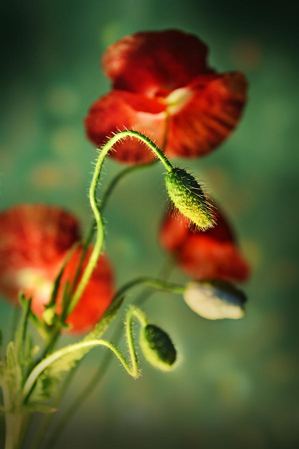 Red poppies in the evening Photograph by Jaroslaw Blaminsky