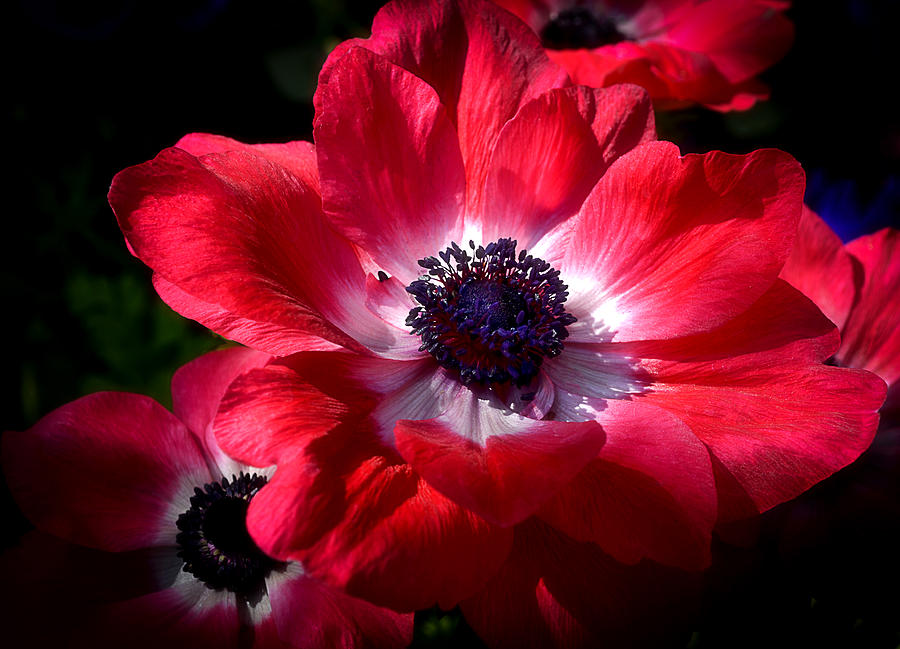Flower Photograph - Red Poppies by Julie Palencia