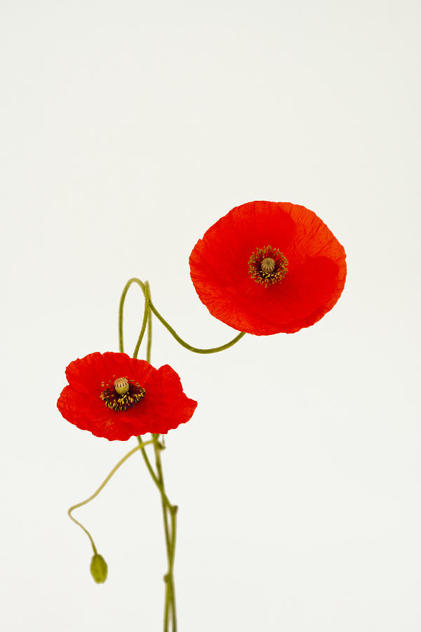 Red Poppies Photograph by Maria Heyens