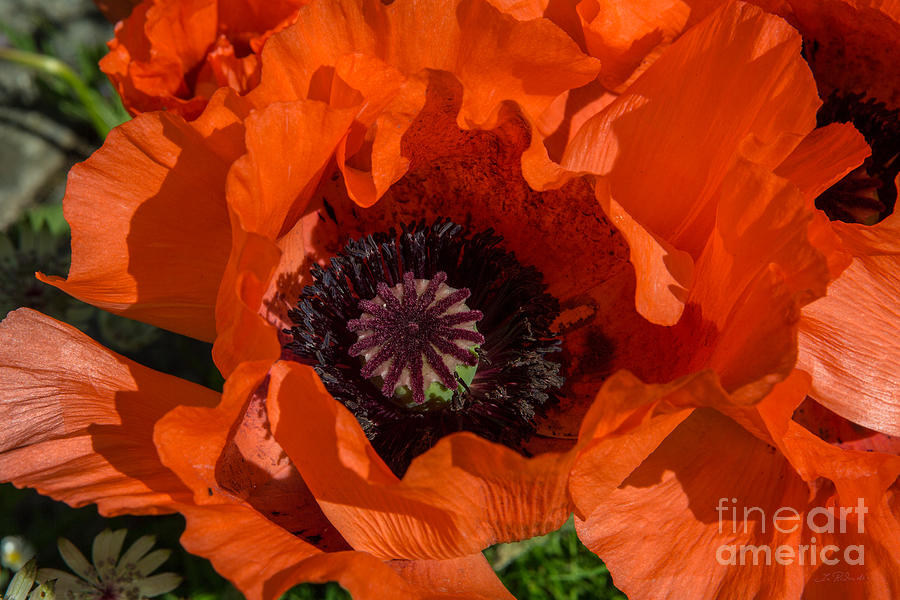 Red Poppies Flower Photograph by Iris Richardson