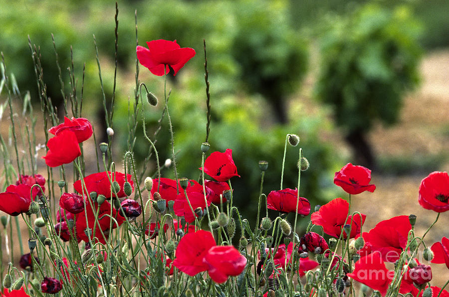 Red Poppies Spain Photograph by Craig Lovell