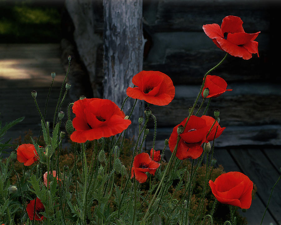 Red Poppies Photograph by TnBackroadsPhotos