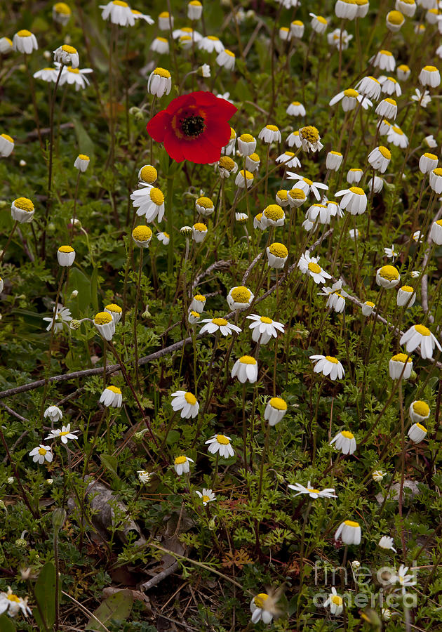 Red Poppy And Asters   #9542 Photograph by J L Woody Wooden