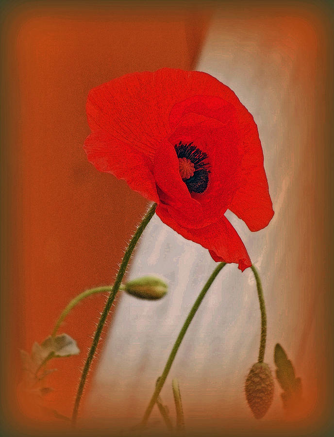Red Poppy And Buds Photograph by Kay Novy