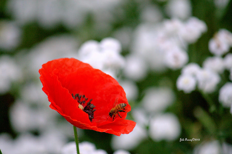 Red Poppy and the Bee Photograph by Jale Fancey