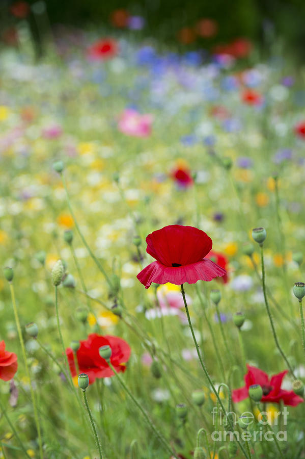 Red Poppy and Wildflowers Photograph by Tim Gainey