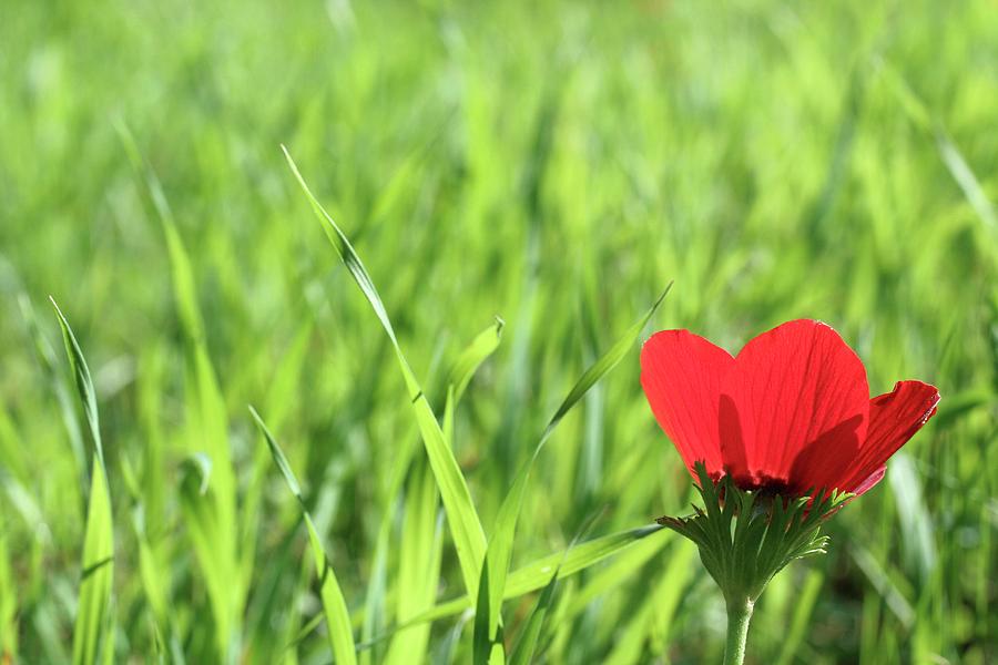 Red Poppy Anemone (anemone Coronaria) Photograph by Photostock-israel/science Photo Library