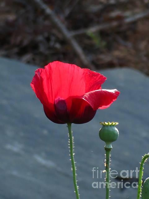 Red Poppy Photograph by Anita Adams