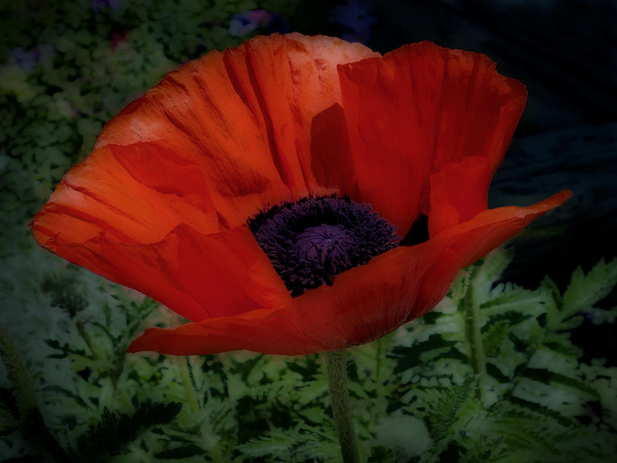 Red Poppy Photograph by Ann Powell - Pixels