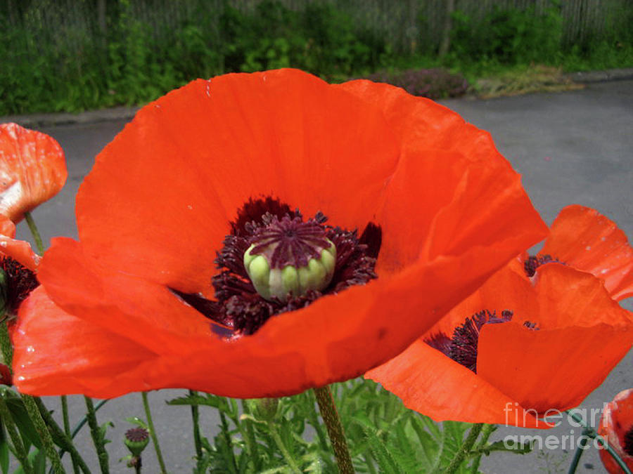Red Poppy Photograph by Barbara A Griffin