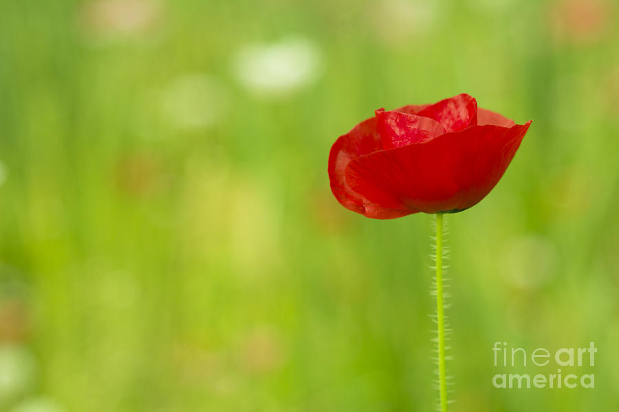 Red Poppy Photograph by Beverly Claire Kaiya