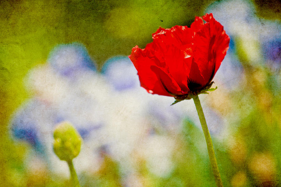 Red Poppy Photograph by Bonnie Bruno