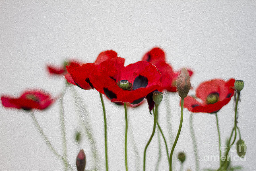 Red Poppy Photograph by Clare Bambers